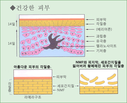 건강한 피부