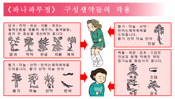 (1)당귀ㆍ작약ㆍ천궁ㆍ지황ㆍ계피는
혈액순환을 원활히 해주어, 혈색불량, 몸이 찬 증상을 개선하여 줍니다 당귀 작약 천궁 지황 계피.(2)황기ㆍ마늘ㆍ산약ㆍ반비는 체력회복을 도와줍니다. (2)황기 산약 마늘 반비 (3)인삼은 체력회복을 도와주는 동시에, 기능이 약해진 위장작용을 향상시켜 줍니다. (4)백출ㆍ복령ㆍ감초ㆍ소담은 인삼과 함께 약해진 위와 장기능을 향상시켜 줍니다.