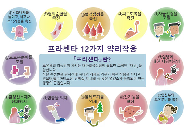 프라센타 12가지 약리작용